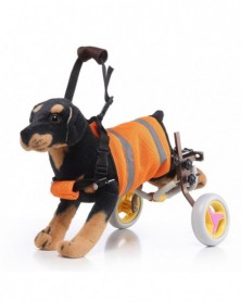 Orange - Disabled Dog...