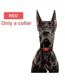 only red collar - 500m Dog...