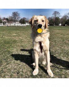 EVA Floating Pet Ball Puppy...